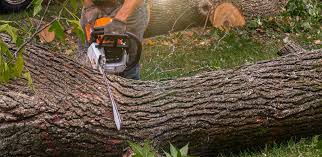 Professional Tree Services in St Martinville, LA