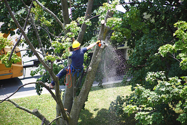 How Our Tree Care Process Works  in  St Martinville, LA